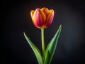 Close-Up of a Red and Orange Tulip