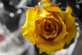 A close up of a rose with open space to the left