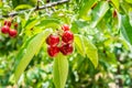 Close up of red organic cherries on a branch just before harvest in early summer Royalty Free Stock Photo