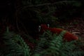 Close up on the red panda climbing the tree Royalty Free Stock Photo