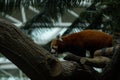 Close up on the red panda climbing the tree Royalty Free Stock Photo