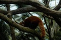 Close up on the red panda climbing the tree Royalty Free Stock Photo