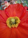 Close-up of a red papaver flower blooming Royalty Free Stock Photo