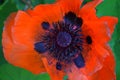 Close-up of of red papaver rhoeas red poppy flower on the summer field. Macro photography of nature in cottage garden in Utah. U