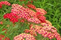 Close-up of a red `paprika` yarrow flower