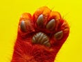 A close up of a red paw on a yellow background Royalty Free Stock Photo