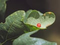 A close-up of a Red-pea gall on the back of a Oak Leaf Royalty Free Stock Photo