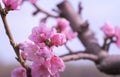 Close-up with red peach flowers on the tree blossomed in spring Royalty Free Stock Photo