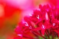 Close up of red pentas flowers