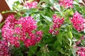 Close up of red Pentas Lanceolata also known as egyptian starcluster in the garden.