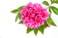 Close-up of Red Peony Flower.