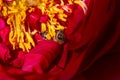 Close-up of red peony stamens. Paeonia