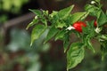 close-up of a red pepper with white flowers and green leaves around it.