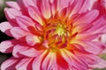 Close up of a red petals of red Dahlia Flower. Macro shot background. Shallow depth of field Royalty Free Stock Photo