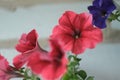 Close-up red petunia in a white pot. Royalty Free Stock Photo