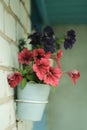 Close-up red petunia in a white pot. Royalty Free Stock Photo