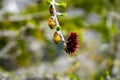 Close-up of a red pine cone Royalty Free Stock Photo