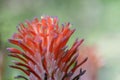 Close up of red pineapple flower Royalty Free Stock Photo