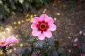 Close up of red and pink asteraceae dahlia \