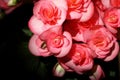 Close up red pink begonia on black background have copy space Royalty Free Stock Photo
