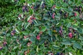 Close up of red and pink berries of the plant shadbush or juneberry or Amelanchier