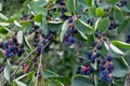 Close up of red and pink berries of the plant shadbush or juneberry or Amelanchier