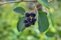 Close up of red and pink berries of the plant shadbush or juneberry or Amelanchier