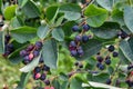 Close up of red and pink berries of the plant shadbush or juneberry or Amelanchier