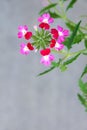 Verbena hybrida