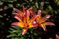 Close up of red or pink and orange or yellow colored day lily flowers with bright sunlight and harsh dark shadows in a flower bed Royalty Free Stock Photo