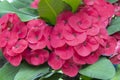 Close up Red pink Poi Sian flowers blooming in garden. Crown of thorns flowers or euphorbia milli Desmoul or Christ Thorn flowers Royalty Free Stock Photo