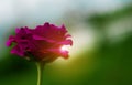 Close up red pink rose and drop of water with lens flare on green garden background Royalty Free Stock Photo