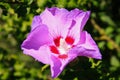 Close up of red and pink rose mallow blossom flower Hibiscus syriacus Royalty Free Stock Photo