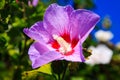 Close up of red and pink rose mallow blossom flower Hibiscus syriacus Royalty Free Stock Photo