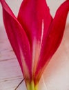 Close-up of  Red-Pink and White Lily Royalty Free Stock Photo