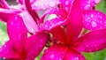 Close up of red plumeria alba or frangipani flowers with drops of water on the red petals after rain on the blurred background Royalty Free Stock Photo