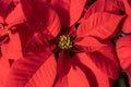 Close-up of Red Poinsettia in Bloom for Holiday Season