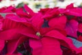 Up-close red poinsettia flower with defocussed flowers in the background. Royalty Free Stock Photo