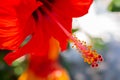 Close up of red Pollen Hibiscus rosa sinensis texture background