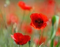 Close up of red poppies in field in Provence France Royalty Free Stock Photo