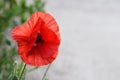 Red poppy Royalty Free Stock Photo