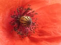 Red poppy