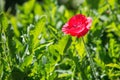 Close up of red poppy