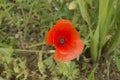 close-up: red poppy blossom surrounded by poppy capsules Royalty Free Stock Photo