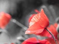 Close-up of red poppy on a black and white background Royalty Free Stock Photo