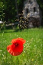 Close-up of red poppy on a blurry background. Scarlet Poppy.