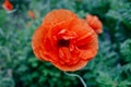 Close up of a red poppy. Bright flower on a green background. Natural floral beauty. Royalty Free Stock Photo