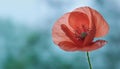 Close up of red poppy in a field