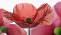 Close up of red poppy in a field