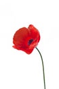 Close up of red poppy flower Royalty Free Stock Photo